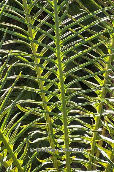 blechnum gibbum 9 graphic